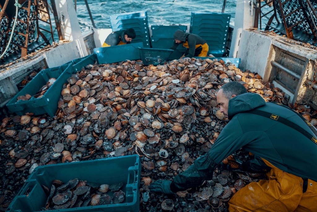 Comment pêcher des coquilles Saint-Jacques ?