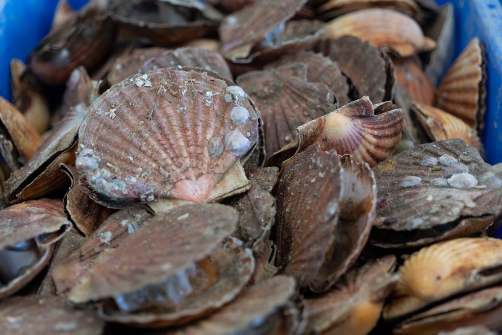 Comment se reproduit la coquille Saint-Jacques ?