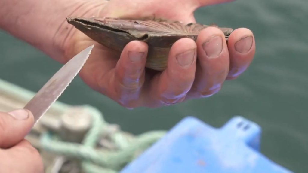 Comment percer une coquille Saint-Jacques?